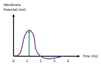the voltage profile of an action potential